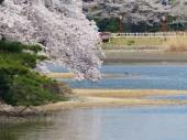 五百淵公園の桜.jpeg