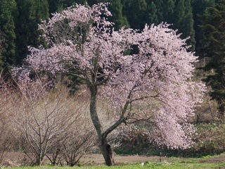 千手院の種蒔桜.jpg
