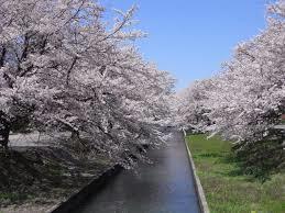 新江用水の桜並木2.jpeg