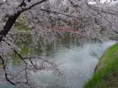 酒蓋公園の桜.jpeg